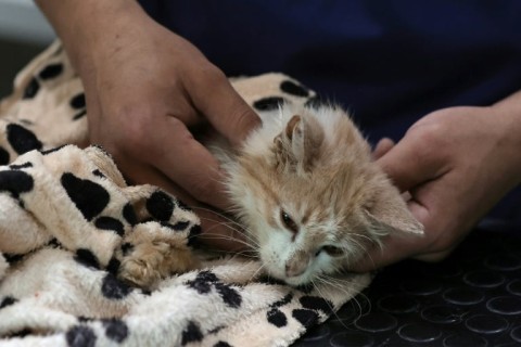 Six-month-old Bebe is suffering from a strain of feline coronavirus that is wreaking havoc on the prolific cat population of Cyprus