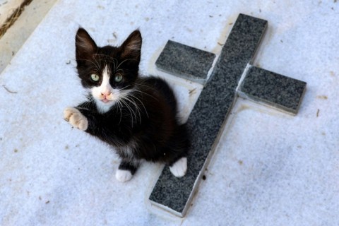 Archaeological evidence of cats' domestication in Cyprus dates back further than anywhere else in the world