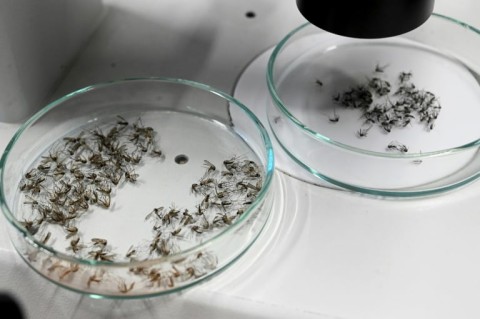 The Zagreb project kickstarted in June, when 100,000 mosquitoes were released in a high-risk area with thick foliage where mosquitoes often congregate and breed