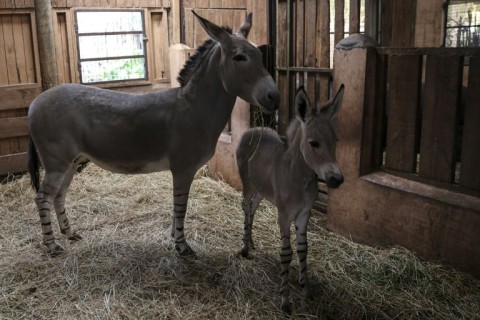 Un raro burro salvaje somalí nació en un zoológico chileno