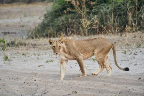 Two men filmed what appeared to be a lioness chasing a wild boar down a street