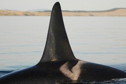 An adult male orca with tooth rake marks is seen in a photo courtesy of the Center for Whale Research 