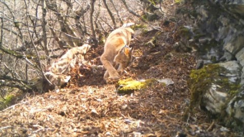 Stray dogs threaten rare Balkan lynx