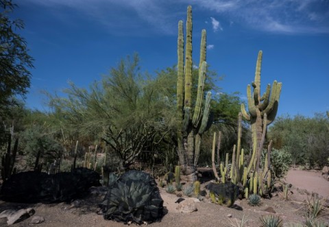 In July, Arizona's capital Phoenix experienced the hottest month ever for a US city