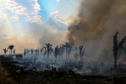 Deforestation in the Brazilian Amazon decreased 66 percent in July 2023 compared to the same period last year, reaching the lowest figure for this month in five years, according to data released in by Brazil's government