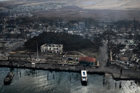 Lahaina's historic Banyan tree remains standing behind the burnt-out former courthouse, but its survival is not certain