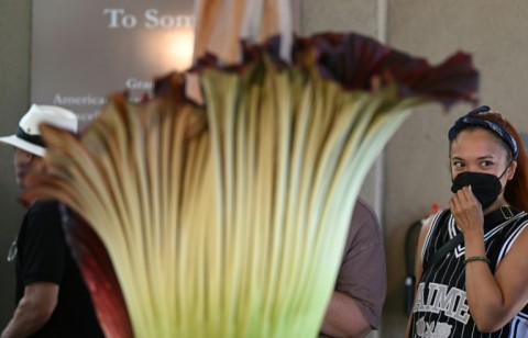 Here's looking at... phew! The corpse flower is only in bloom for a couple of days, but with a putrid stench it makes its presence felt