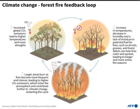 Climate change - forest fires feedback loop