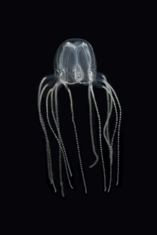 The jellyfish get by alright with far fewer neurons than tiny fruit flies have in their brains