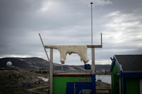 A polar bear's skin dries in Ittoqqortoormiit