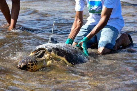 Before releasing Rose, a location tracker is attached to her shell