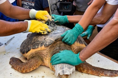 A 2015 study by the University of Queensland in Australia found that the majority of the world's sea turtle population was consuming plastic