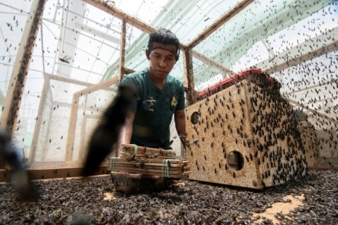 A worker collects black soldier fly (Hermetia illucens) larvae at the production plant in Guapiles, Costa Rica