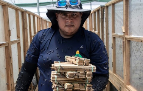 A worker collects black soldier fly larvae at the Costa Rican production plant 