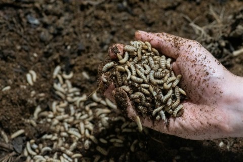 The Costa Rican company ProNuvo is turning fly larvae like these into protein for animal feed
