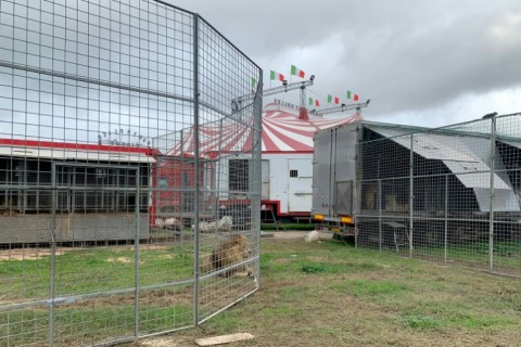 Residents of the seaside town of Ladispoli were told to stay indoors for more than five hours on Saturday evening while police, vets and circus staff tracked the lion