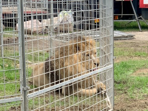 More than 20 European countries have banned or heavily restricted the use of animals in circuses -- but Italy is not yet among them