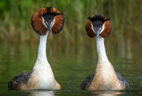 Puteketeke are known for eating their own feathers in an effort to trigger their gag reflex and throw up parasites