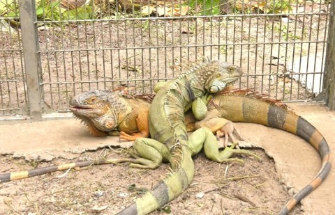 Iguanas are not indigenenous to Thailand but have been increasingly popular as pets