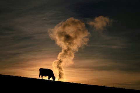 Methane, often from farm animals, is the second biggest contributor to climate change 