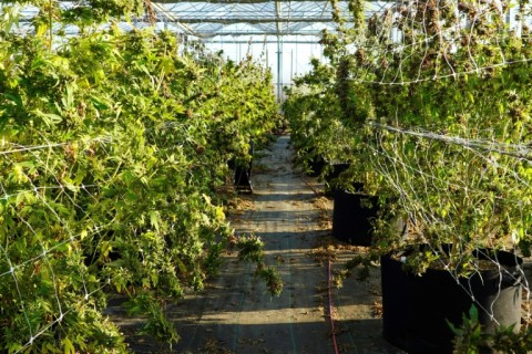 Rows of cannabis plants await harvest at the East End Flower Farm in Mattituck, New York