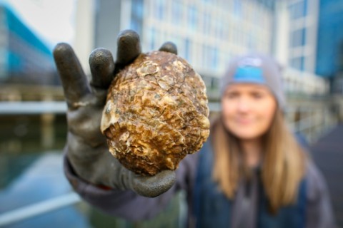 The Belfast Lough was once home to large oyster reefs but overfishing, disease and pollution decimated the population