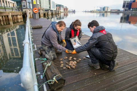 Until the early 1900s, the narrow Belfast Lough channel was home to large oyster reefs but overfishing, disease and pollution gradually decimated the population