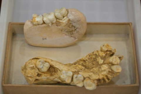 a German scientist first stumbled on one of its teeth at a Hong Kong apothecary in the 1930s
