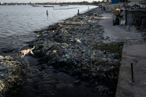 A dog jumps over a sewage canal in Hann Bay