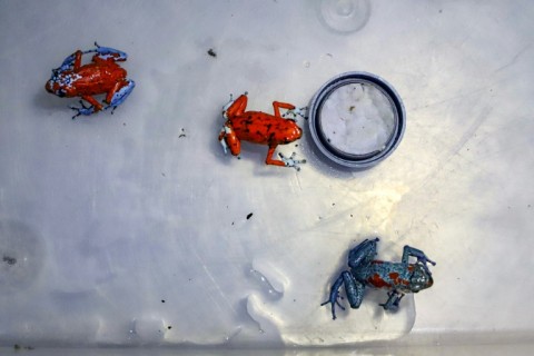 Harlequin frogs such as these discovered in a suitcase at the Bogota airport, are venomous, measure less than five centimeters and live in damp forests in South and Central America