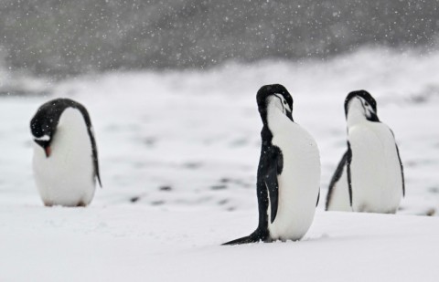 The island is also home to perhaps the world's largest colony of chinstrap penguins, seabirds, seals and sea lions