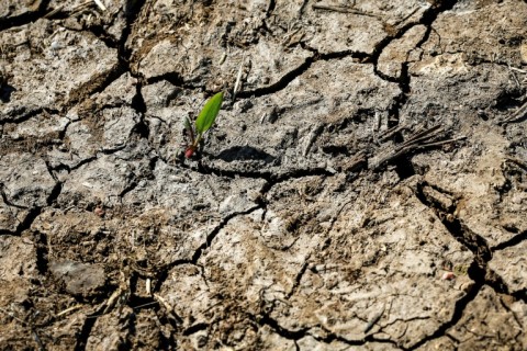 The successive years of drought are 'compromising' this agricultural season. Fearing the effects of the prolonged water scarcity, farmers had already reduced the size of areas in which they sowed cereals