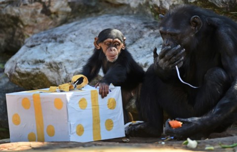 Planning trouble: Young chimpanzees like to playfully tease similar to human kids, a new study says 