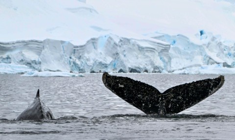 Whale communication has been found to be impacted by noise at sea from shipping and other activity, which can disorient them