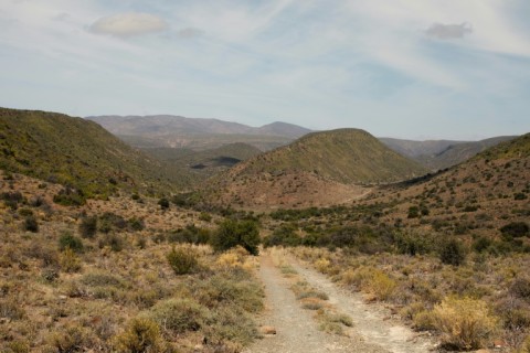 The plant fares well in semi-arid environments