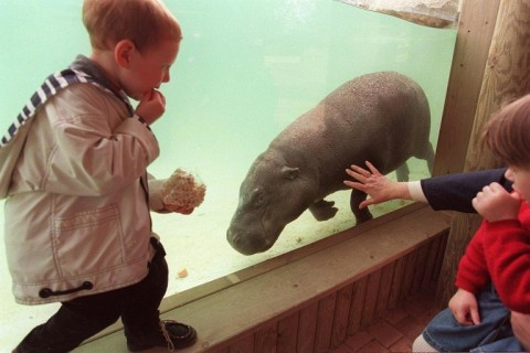 Children admire a pygmy hippopotamus at a French zoo in 1998 