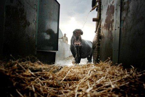 Tonga was flown to a sanctuary in South Africa in 2007