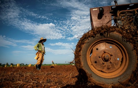 A farmer cultivates sweet potato in Artemisa province in Cuba  