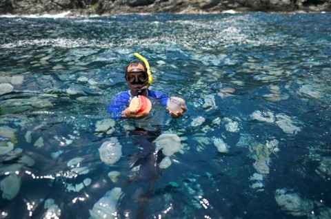 Joxmer Scott-Frias, researcher at the Institute of Zoology and Tropical Ecology of the Central University of Venezuela, swims among cannonball jellyfish 