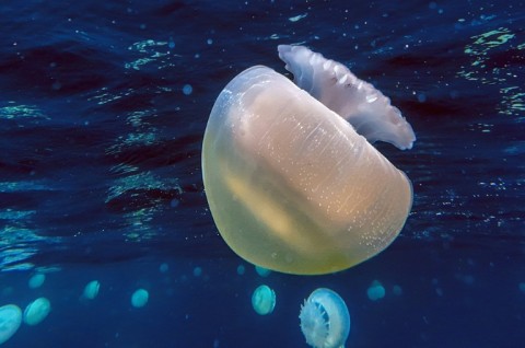 The jellyfish bloom and the presence of the invasive coral Unomia stolonifera, which smothers native corals, have become a headache for local fishermen