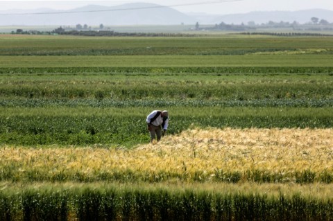 Cultivated areas across Morocco are expected to shrink to 2.5 million hectares in 2024 compared with 3.7 million last year