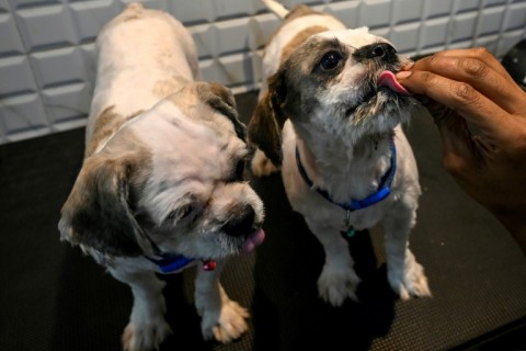 Dogs get treated for heat burns at a pet clinic in Kolkata 