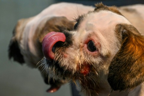 Kolkata veterinary clinics have been inundated with pets suffering nosebleeds, severe skin rashes and lapses into unconsciousness 