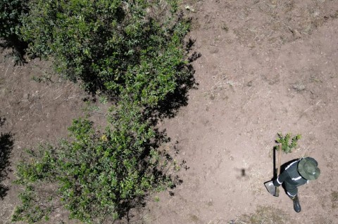 The soldiers are planting trees in a bid to reforest a 15-hectare area of southwestern Bogota