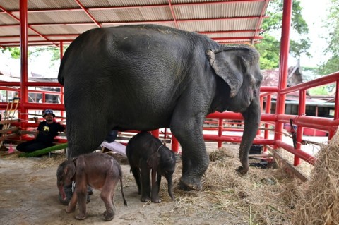 Elephants rarely give birth to twins, and male-female pairs are even more unusual