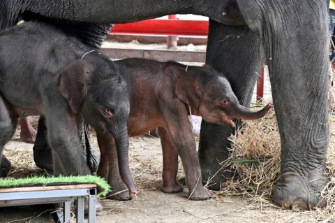 Jamjuree has now accepted her calves, who are so small that a special platform has been built to help them reach up to suckle