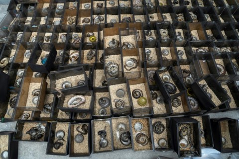 Snakes, which died in a fire at a pet market next to Chatuchak market, are seen in Bangkok on June 11, 2024