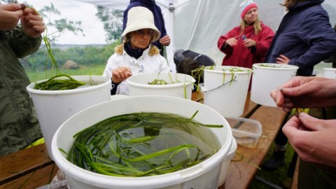 In 2018, scientists decided to reintroduce eelgrass into the fjord