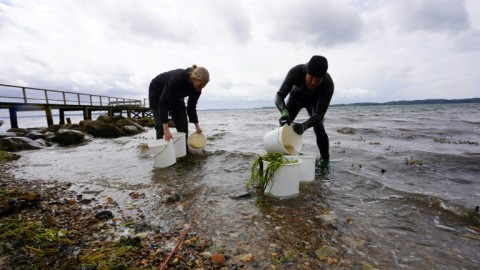 More than 100,000 eelgrass shoots have been planted in the fjord