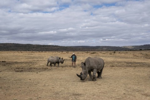 The pioneering project of injecting radioactive material into live rhino horns is aimed at curbing poaching.